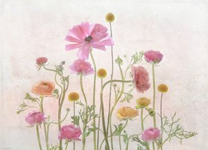 Soft Pink Ranunculus