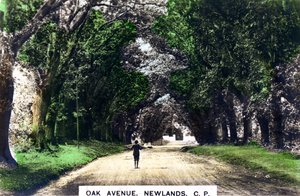 Oak Avenue, Newlands, Johannesburg, Gauteng, South Africa
