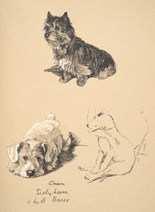 Cairn, Sealyham and Bull Terrier, 1930, Illustrations from his Sketch Book used for Just Among Friends