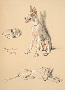 Ibiza Hound Puppy, 1930, Illustrations from his Sketch Book used for Just Among Friends, Aldin, Cecil Charles Windsor, later Published by Eyre and Spottiswoode Limited, 1934