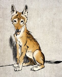 Young Jackal, c.1900 by Cecil Charles Windsor Aldin