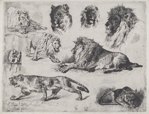 Study of Lions by Cesare Biseo