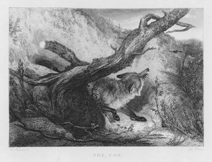 The Fox (engraving) by Charles (after) Hancock