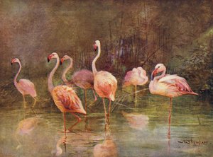 Flamingos by Charles (after) Whymper