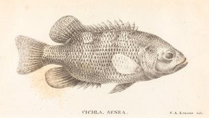 Cichla, Aenea by Charles Alexandre Lesueur