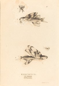 Exocetus by Charles Alexandre Lesueur