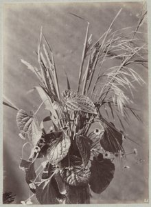 Flower Study with Leaves and Ears by Charles Aubry (manner of)