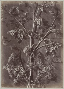 Study with Branches by Charles Aubry (manner of)