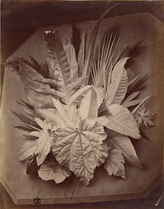 Leaf Arrangement by Charles Aubry