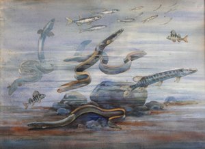 Sea Fish by Charles Bernier