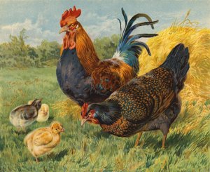 Chickens by Charles Collins