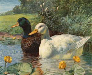 Ducks by Charles Collins