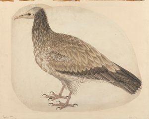 Egyptian Vulture