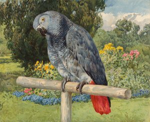 Grey Parrot by Charles Collins