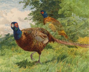 Pheasants