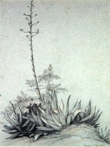 Flowering Yucca