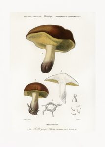 Mushroom (boletus Circinans) by Charles Dessalines D