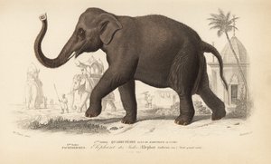 Indian Elephant, from 