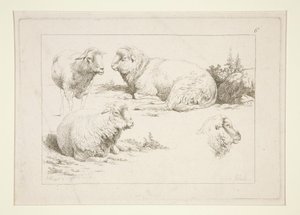 Study of Sheep by Charles Echard
