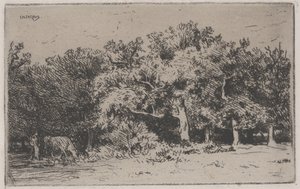 A Corner of the Forest of Fontainebleau