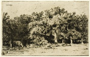 A Part of the Forest of Fontainebleau