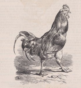 Farm Rooster, Common Breed, from Magasin Pittoresque by Charles Emile Jacque