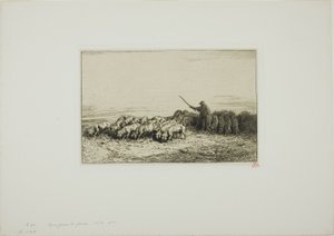 Herd of Pigs