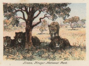 South Africa: Lions, Kruger National Park