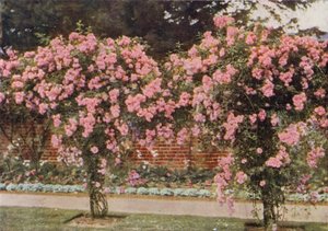 Climbing Rose Lady Godiva