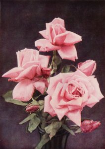 Rose Lady Ashtown by Charles Essenhigh Corke