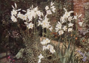 The Madonna Lily, Lilium candidum