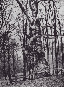 The Old Oak, Knole Park (b/w photo) by Charles Essenhigh Corke
