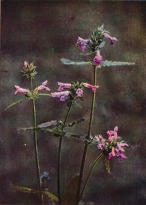 Wild Flowers: Betony