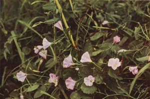 Wild Flowers: Bindweed by Charles Essenhigh Corke