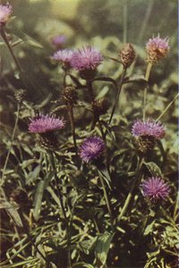 Wild Flowers: Black Knapweed