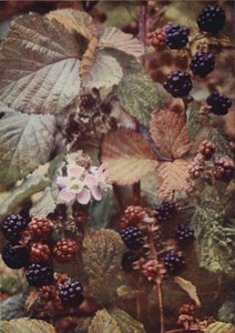 Wild Flowers: Bramble by Charles Essenhigh Corke