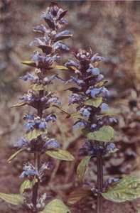Wild flowers: Bugle by Charles Essenhigh Corke