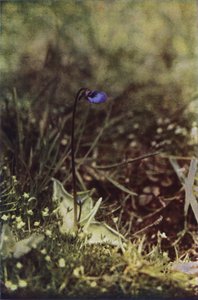 Wild Flowers: Butterwort