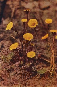 Wild flowers: Coltsfoot by Charles Essenhigh Corke