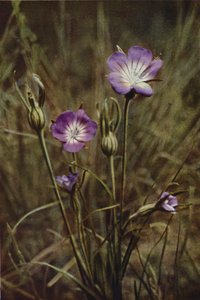 Wild Flowers: Corn-Cockle