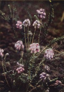 Wild Flowers: Cross-Leaved Heath by Charles Essenhigh Corke