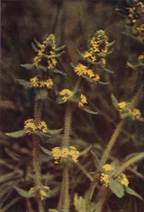Wild Flowers: Cross-Wort by Charles Essenhigh Corke