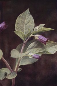 Wild flowers: Deadly Nightshade by Charles Essenhigh Corke