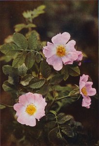 Wild Flowers: Dog Rose