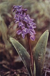 Wild flowers: Early Purple Orchis by Charles Essenhigh Corke