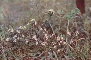 Wild Flowers: Eyebright by Charles Essenhigh Corke