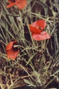 Wild Flowers: Field Poppy