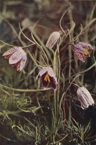 Wild Flowers: Fritillary by Charles Essenhigh Corke