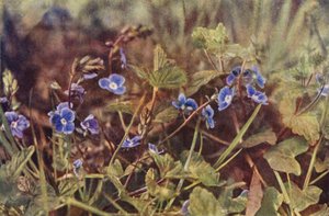 Wild flowers: Germander Speedwell by Charles Essenhigh Corke