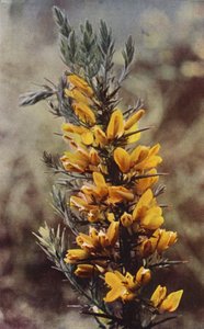Wild flowers: Gorse